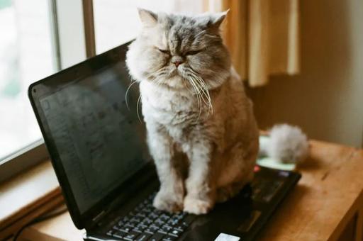 Метят территорию: зоопсихолог пояснил, почему кошки любят лежать на ноутбуках