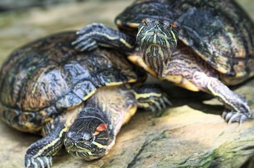 Чем грозят городской экосистеме красноухие черепахи, которых выбрасывают хозяева