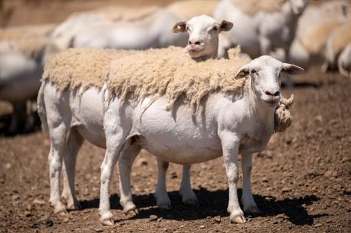 В Пермском крае будут разводить бесшерстных овец