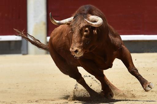В Колумбии запретили бои быков после 30-летней борьбы с этим развлечением