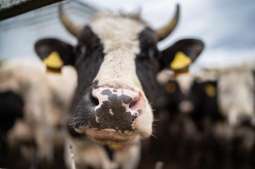 Российские ученые изобрели тест-систему для диагностики опасной болезни у коров