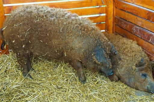 Сибирский фермер разводит кудрявых свиней