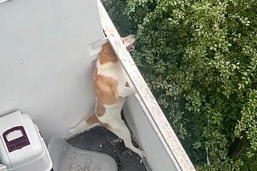 В Москве спасли собаку, которую хозяева держали запертой на балконе без еды и воды
