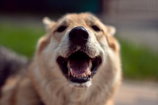 В России разработали приложение для поиска потерянных собак по отпечатку носа