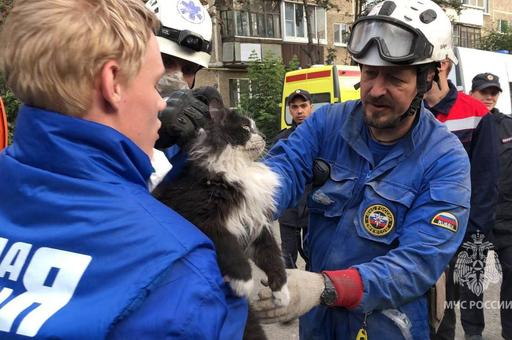 В Нижнем Тагиле спасли кота из-под завалов обрушившегося дома