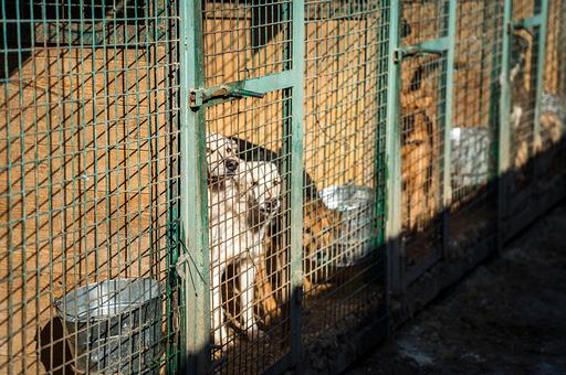 Госдума ждет реакции правительства на предложения по проблеме бродячих собак