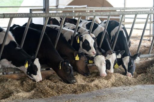 Кормовая добавка из хвои, конопли и водорослей повышает продуктивность скота и птиц