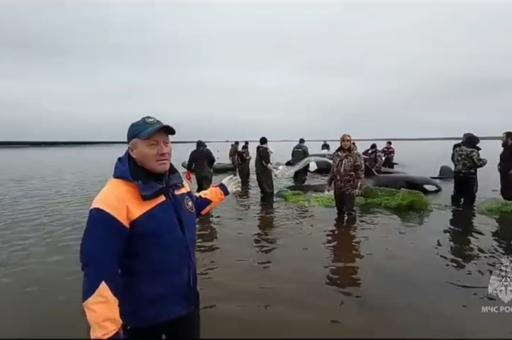 На Камчатке спасают косаток из водяной ловушки