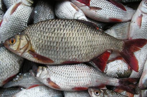 Видео Ловля воблы на волге. Рыбалка на АСТРАХАНСКУЮ ВОБЛУ. Как ловить КРУПНУЮ ВО