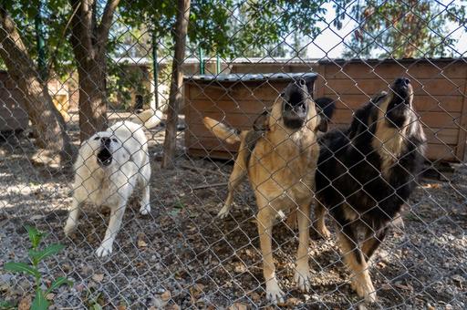 В Новосибирской области разрешили умерщвлять бродячих собак в экстраординарных ситуациях