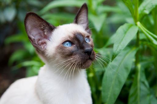 Массовое освобождение кошек в Китае породило сообщения о гибели животных