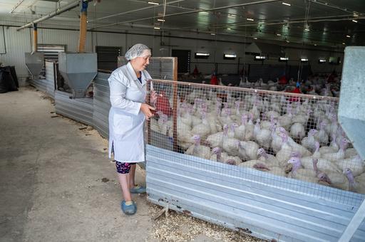 Грипп птиц распространяется в Европе: эпизоотическая ситуация в мире на 20 ноября