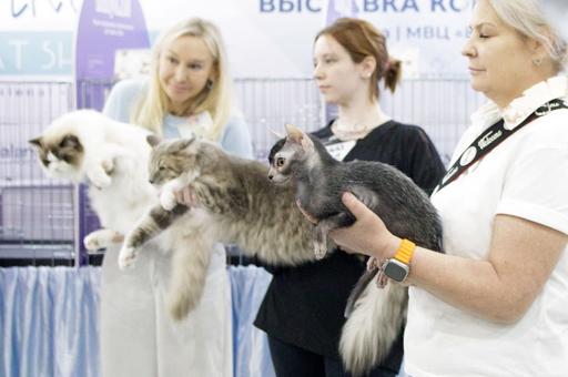 Фоторепортаж: лучшую кошку выбрали на выставке в Москве