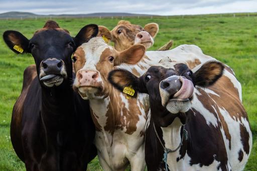 Ученые: пластиковые наночастицы нарушают рост мышечных и репродуктивных клеток коров и свиней