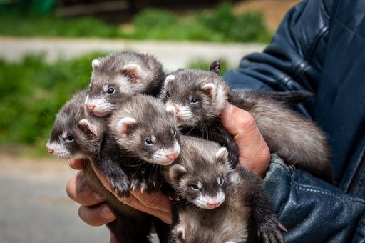 Звероводы выступили за снижение НДС до 10% на изделия из меха