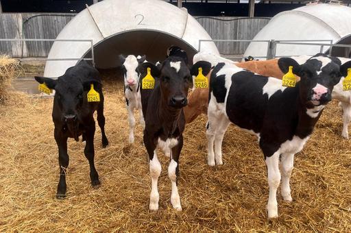 Минсельхоз допустил ограничение поставок вакцин регионам с низким учетом животных