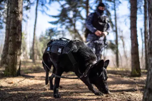 Хвостатые герои: как животные помогают людям защищать Родину