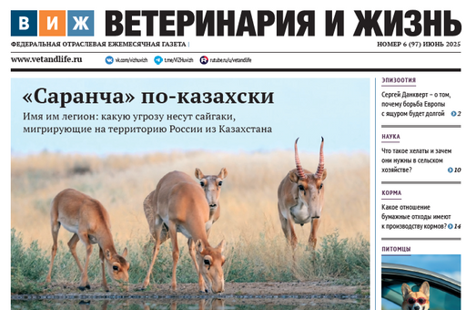 Новый выпуск «ВиЖ»: орды сайгаков — на российских полях, аптечный бизнес «положил глаз» на ветпрепараты