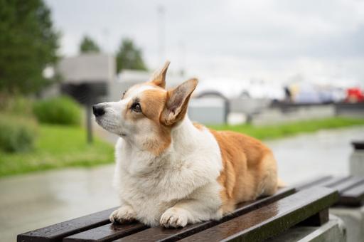 Закон о содержании собак приняли в Санкт-Петербурге