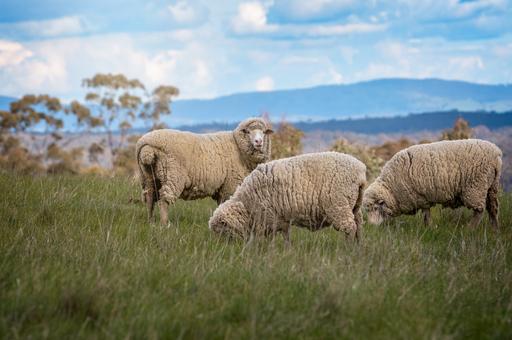 Вспышку чумы мелких жвачных животных впервые зарегистрировали в Хорватии