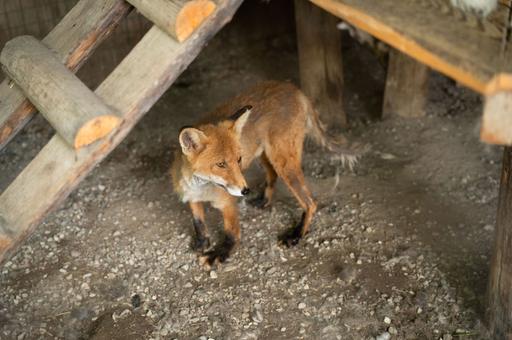 Более 120 случаев бешенства выявлено в России в ноябре