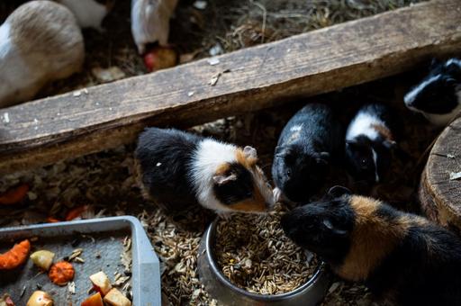 Ветврач объяснила, почему морских свинок считают «сложными пациентами». Все дело в одной особенности