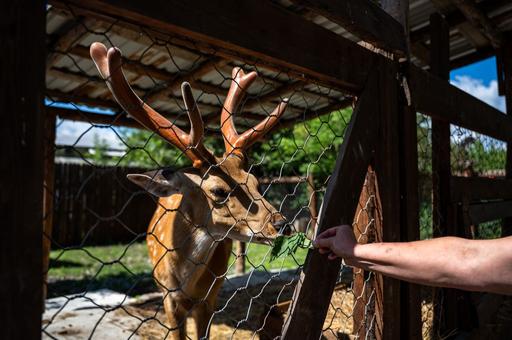 Как безопасно изолировать животных: в России впервые появились стандарты карантина для зоопарков и цирков