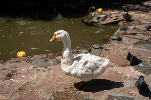 Первая вспышка болезни Ньюкасла произошла в Литве