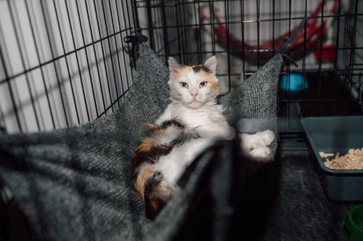 Выбрать питомца из московских приютов теперь можно онлайн