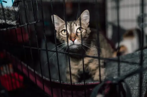 Выставка-пристройство «Ищу друга» пройдет в Зеленограде 14 марта