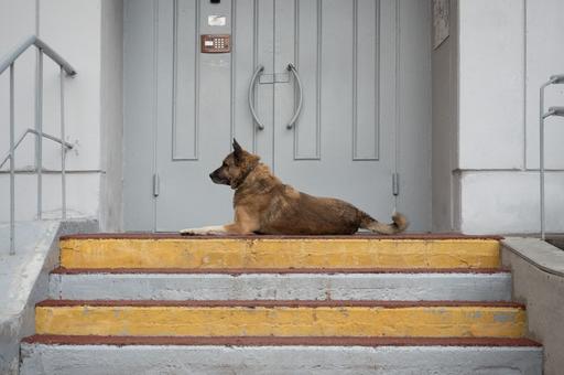 Почему собака ложится на живот при встрече с другой