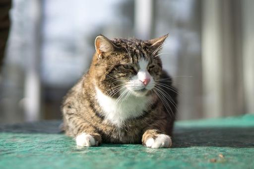 Как отличить старость от деменции у кошек