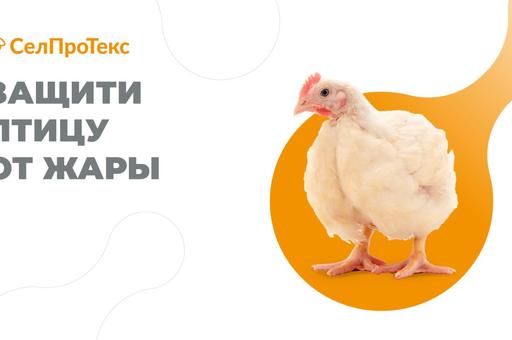 Тепловой стресс у бройлеров: повреждение легких, роль микробиоты и современные технологии защиты 