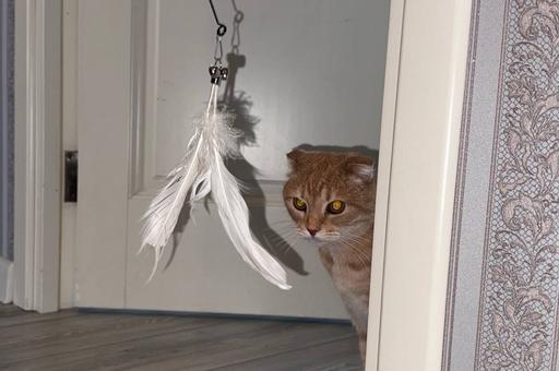 «ТехноХвост»: тестируем дразнилку для кошек 