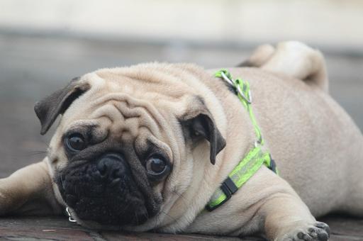 Что делать, если собака задыхается