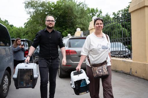 «Кошкин дом» спас более 6,6 тыс. животных в зоне СВО