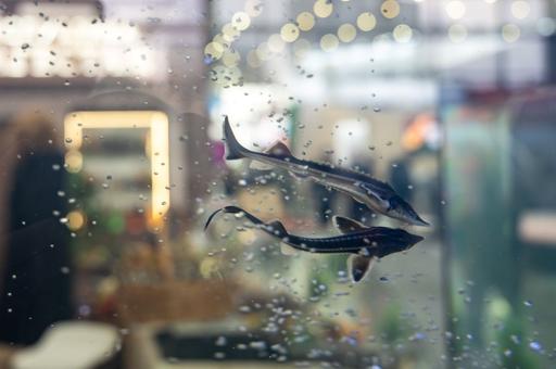 Осетровую ферму за 800 млн рублей построят во Владимирской области