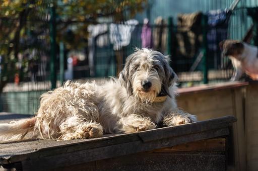 Крупный муниципальный приют для животных построят в Чебоксарах