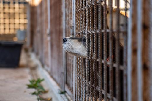 Вера Митина: как увеличить число пристроенных животных из приютов