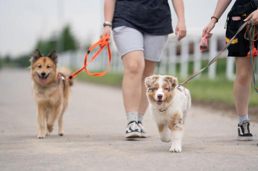 Кузбасс вводит штрафы за нарушение правил выгула собак