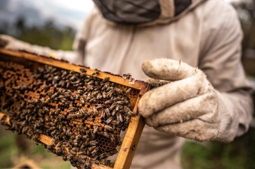 Учебно-исследовательскую пасеку откроют в стенах Московской ветакадемии