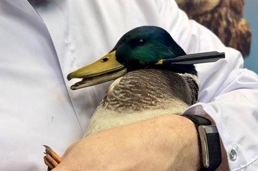 В Подмосковье ветеринары спасли селезня с арбалетной стрелой в голове