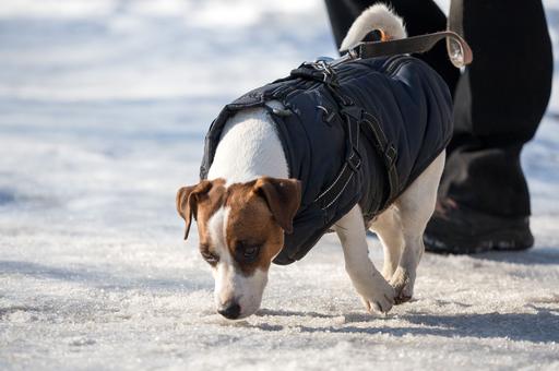 Депутаты Госдумы хотят спасти лапы собак от химии на дорогах