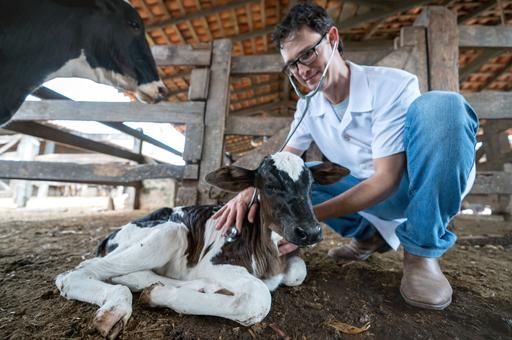 Ученые разработали вакцину для ранней иммунизации телят против экономических инфекций