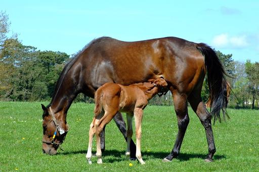 Ранний отъем жеребят от матери вредит развитию их мозга — исследование