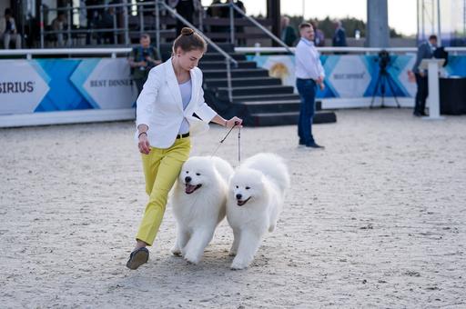 «Евразия-2025» соберет в «Крокусе» свыше 9 тыс. собак всех пород