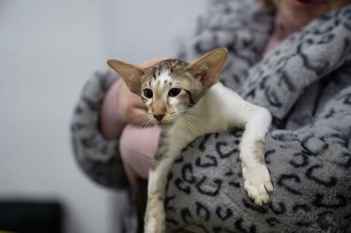 Ученые доказали, что все кошки пришли к нам из Египта