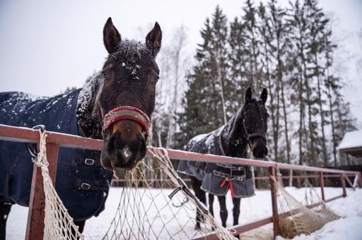 Почему лошади часто страдают от артрита и как защитить их суставы