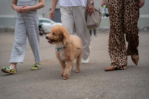 Штрафы за нарушение правил выгула собак ввели в Кемеровской области