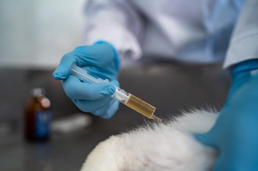 Британия намерена сократить применение антибиотиков при лечении домашних животных на 30%